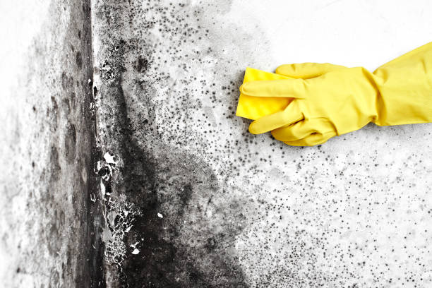 Why You Should Choose Our Mold Remediation Services in Allison Park, PA